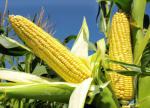 Кукурудза, вирощування, сорти, посів кукурудзи
