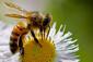 З чого почати займатися бджільництвом, або перша спроба пасічникування
