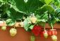 Як вирощувати полуницю (клубніку) в домашніх умовах з насіння