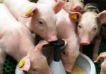Нові підходи в годівлі свиней