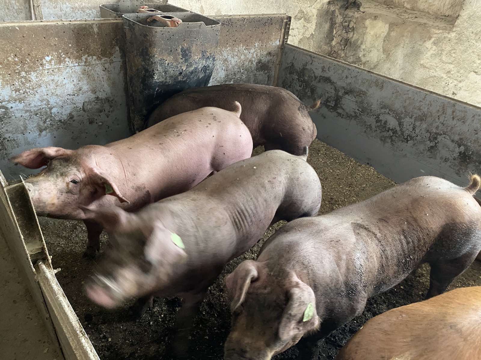 Племенные свиньи ставрополья. Брейтовская порода свиней. Племенные свиньи. Свиньи на предприятии. Финский ландрас овцы.