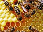 Мёд и пчелопродукты в Николаеве