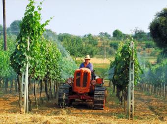 В Україні найбільш ефективним став середній аграрний бізнес?