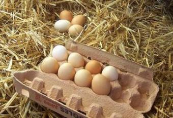 Україна суттєво збільшила експорт курячих яєць