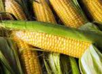 США збільшили експорт кукурудзи та сої