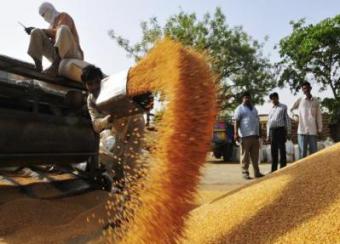 Урожай пшениці в Пакистані перевищить план