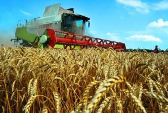 На окупованих територіях України втратила 3% від загального виробництва зерна