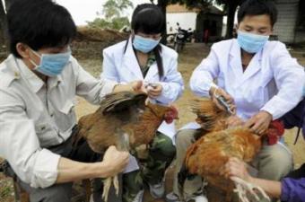Через спалах пташиного грипу в Японії знищать понад 4 тисяч курей