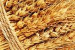 Росія має намір ввести нове мито на експорт пшениці в серпні