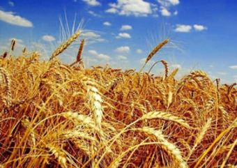 Українська пшениця користується попитом в ЄС
