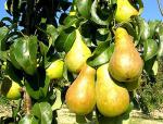 Україна стрімко нарощує обсяги виробництва груш