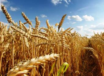 В Україні врожай пшениці 2015 може стати рекордним