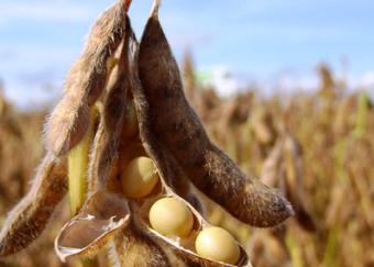 В Україні через погоду може знизитися врожай сої