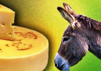 Італія запустила найбільше в Європі виробництво сиру з ослячого молока