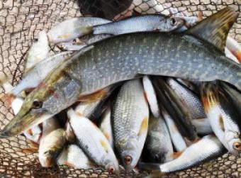 Вилов риби в Україні за 9 місяців впав на 17,9%