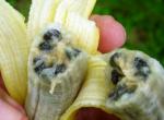 Вчені розробляють сорт бананів, стійкий до хвороб