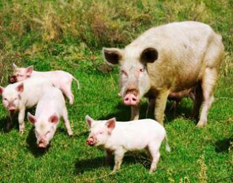 Закупівельні ціни на свинину в Україні впали на 10%