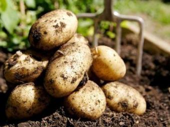 У 2015 році врожай картоплі в Україні був найнижчим за останні 5 років