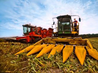 В Україні очікується приріст по врожаю кукурудзи, проса, рису, гречки та сої