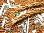 Світові ціни на пшеницю, кукурудзу, ячмінь будуть знижуватися