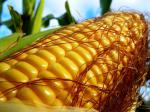 Експорт української кукурудзи зріс на третину