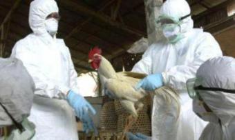 Ірак, Китай, Катар, Ємен, Йорданія ввели заборону на поставки українкою курятини