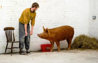 Британські актори поставили спектакль для свиней