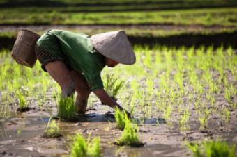 У Таїланді за навчання в університеті можна заплатити рисом
