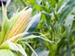 Україна може досягти американської врожайності кукурудзи без ГМО