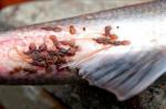 Норвезький лосось тотально вражений паразитами