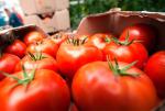 Грузію підозрюють в реекспорті турецьких томатів в Росію