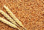 В Україні підвищилися внутрішні ціни на зерно