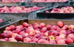 Експорт яблук з України в ЄС в 2016 р збільшився в 347 разів